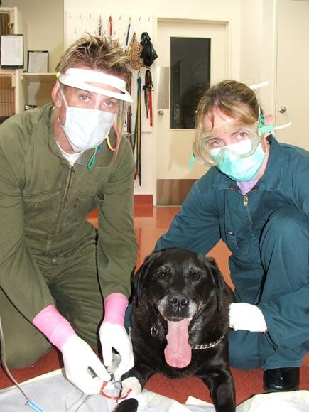 Dog chemotherapy