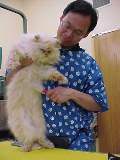 Cat grooming 