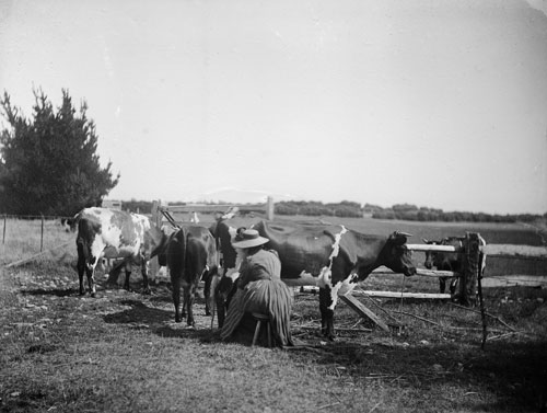 Woman milking a cow