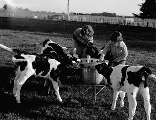 Feeding the calves