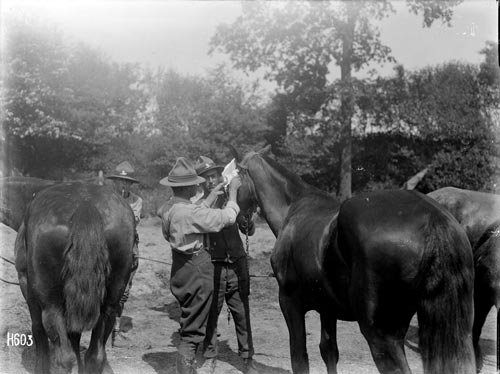 Horses and vets at war