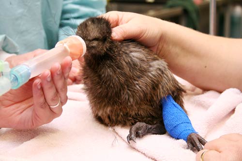Kiwi surgery
