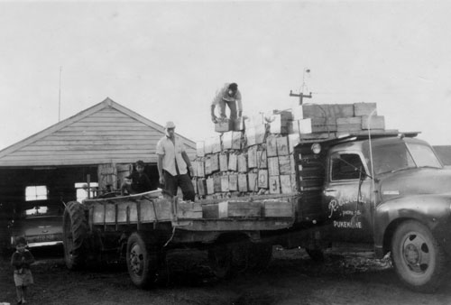 Loading Ravji Hari's vegetable truck, Pukekohe