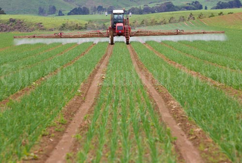 Onion growing