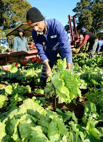 Immigrant lettuce picker