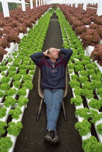 Hydroponically grown lettuces