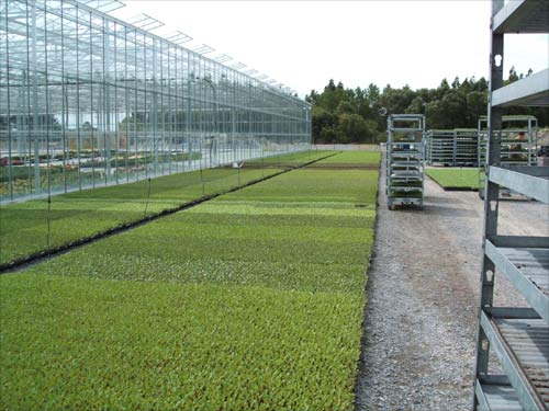 Lettuce and brassica seedlings
