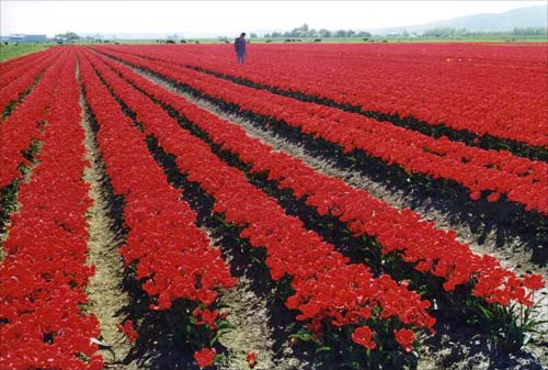 Tulip field