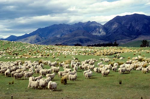 Sheep farm