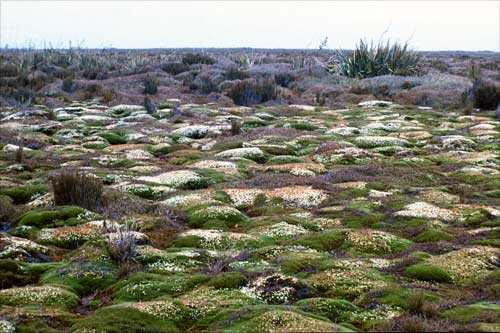 Cushion plants and moss
