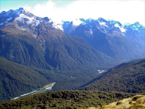 Beech forest, Hollyford Valley