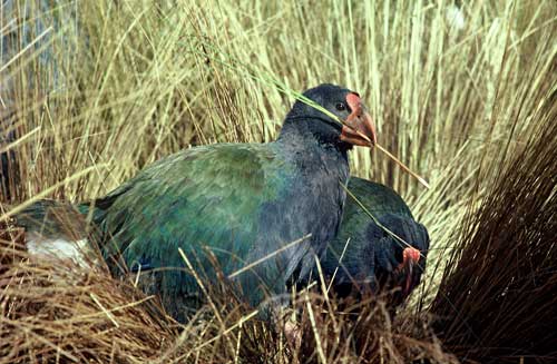 Takahē 