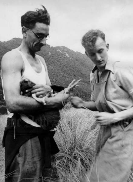 Takahē rediscovered 