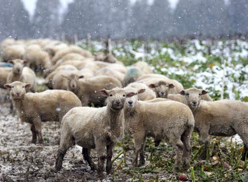 Sheep eating swedes