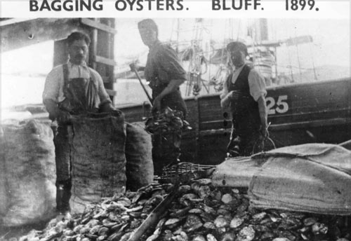 Bagging Bluff oysters