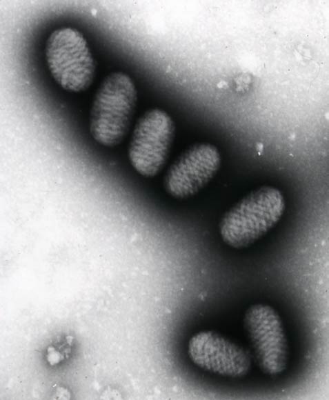 Scabby mouth virus 