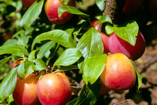Fortune plums 