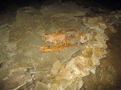 Bird skeleton, Ōpārara caves 