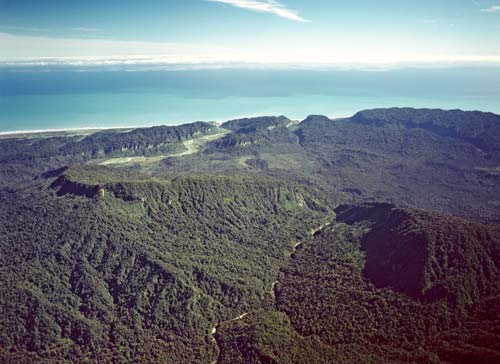 Lowland forest near Punakaiki