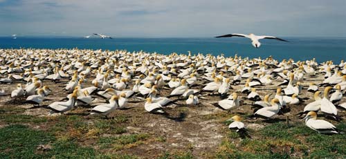 Gannet colony at Cape Kidnappers