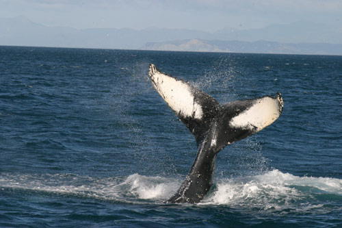Humpback whale, Cook Strait