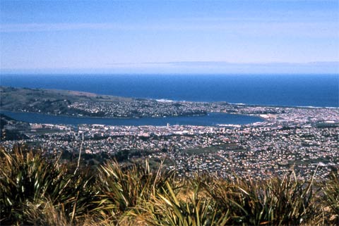 Dunedin 