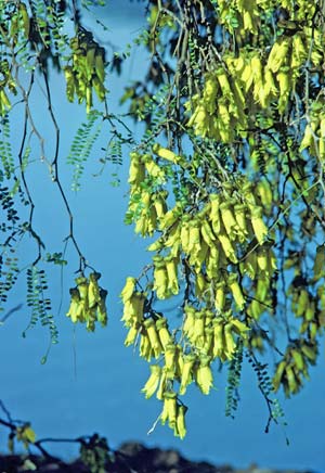 Signs of the seasons 