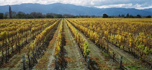 Marlborough vineyards