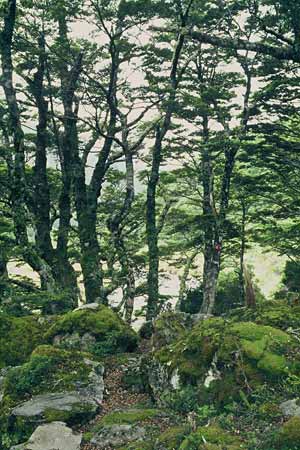Beech forest, Arthur’s Pass National Park