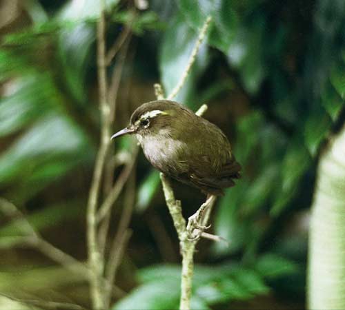 Bush wren 