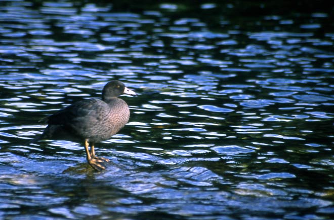 Endangered birds 