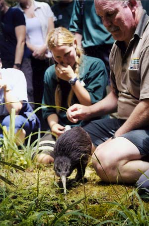 North Island brown kiwi 