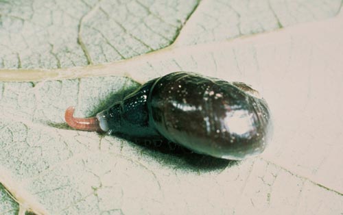 Land snail 
