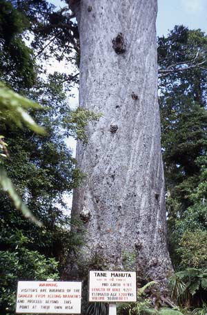 Trunk of Tāne Mahuta 