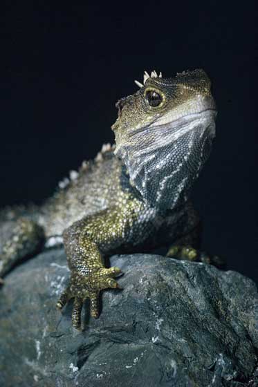 Male tuatara 
