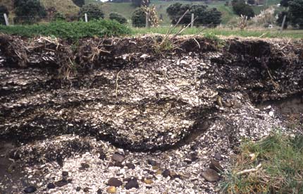 Midden at Waiōtahe