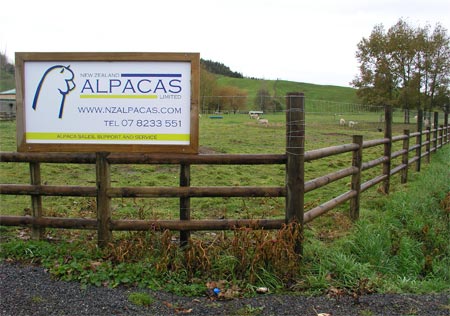 Alpacas in the Waikato