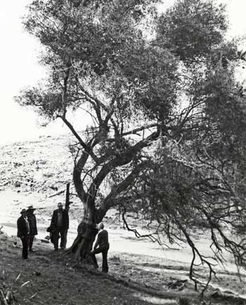 Manuel José’s olive tree 