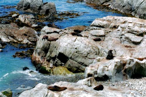 Seals at Kaikōura