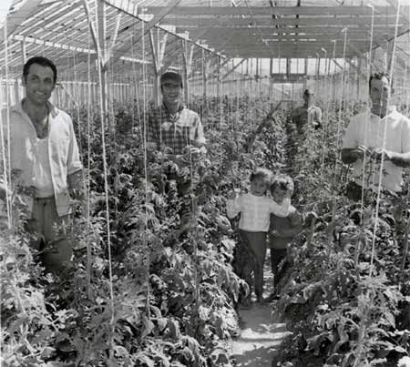A Nelson tomato-growing family