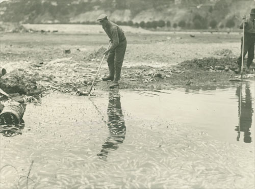 Dead fish, Ahuriri Lagoon
