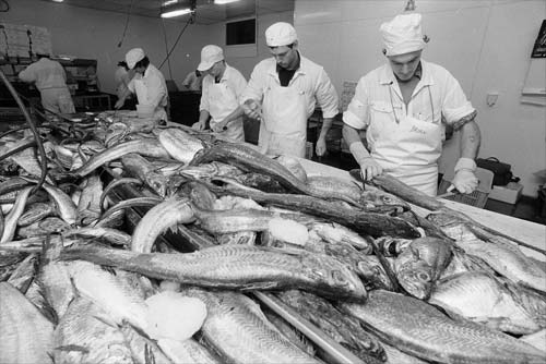 Filleting hoki