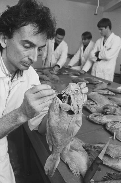 Estimating the age of a fish