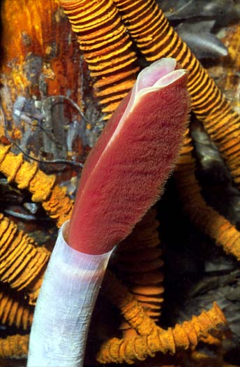 Two species of giant tubeworm