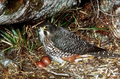 Nesting time 