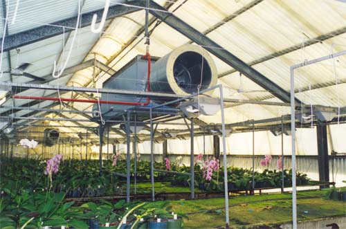 Greenhouse orchids