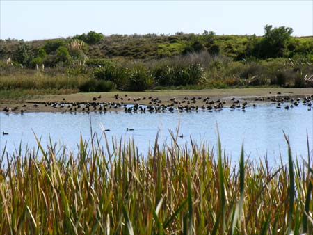 Matatā bird sanctuary