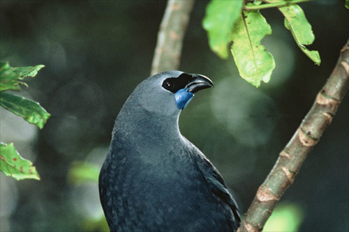 Animals of Te Urewera 