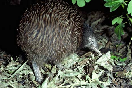 North Island brown kiwi 