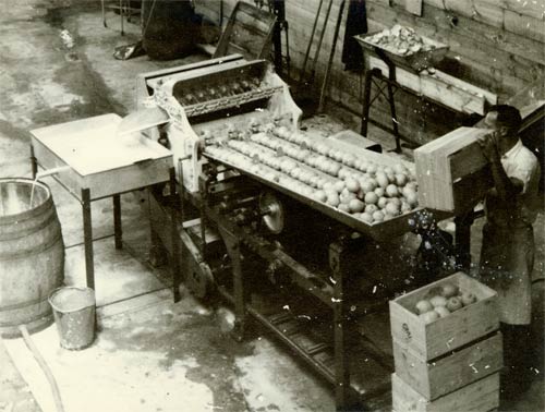 Grading lemons